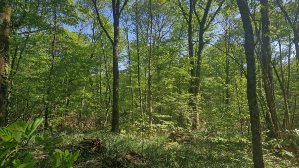 Colloque gestion forestière et biodiversité