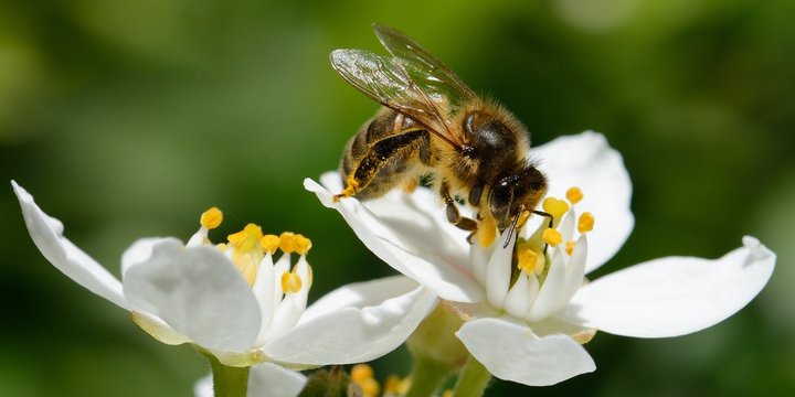 À LA DÉCOUVERTE DES POLLINISATEURS,
