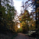 Traversées sensibles et expériences en forêt — Parc national de forêts