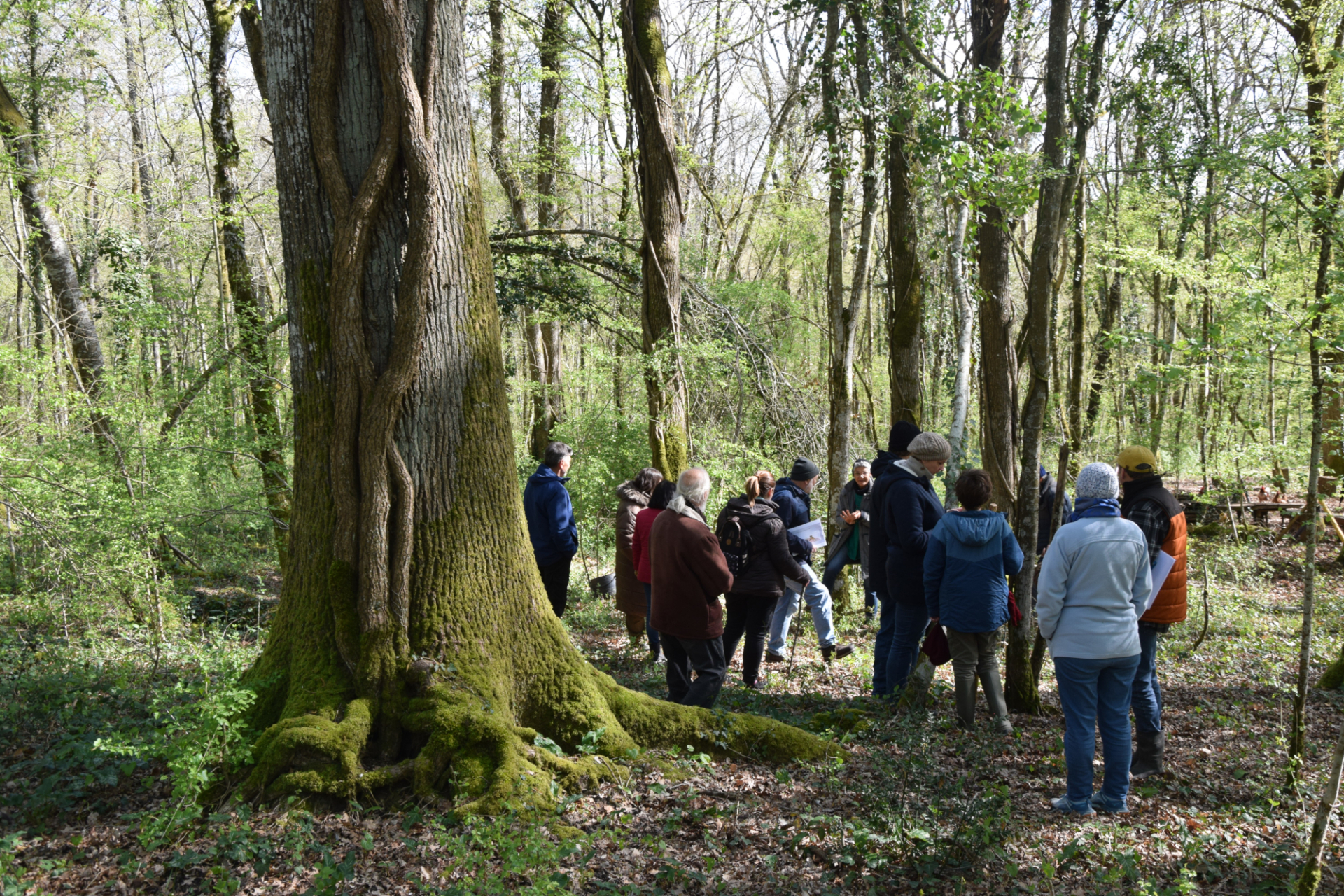Festival et nuit en forêt – 5 juin