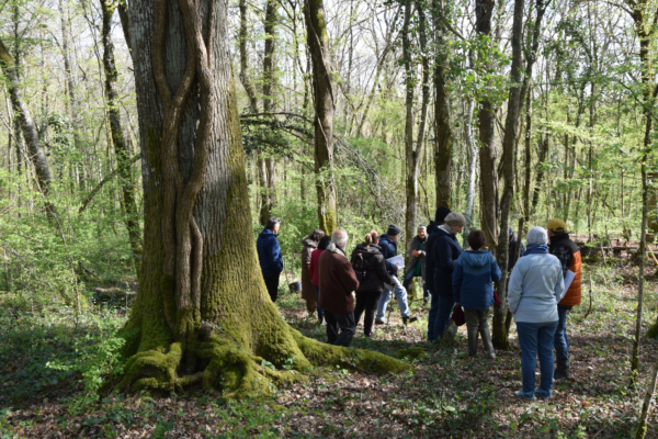 Festival et nuit en forêt – 5 juin