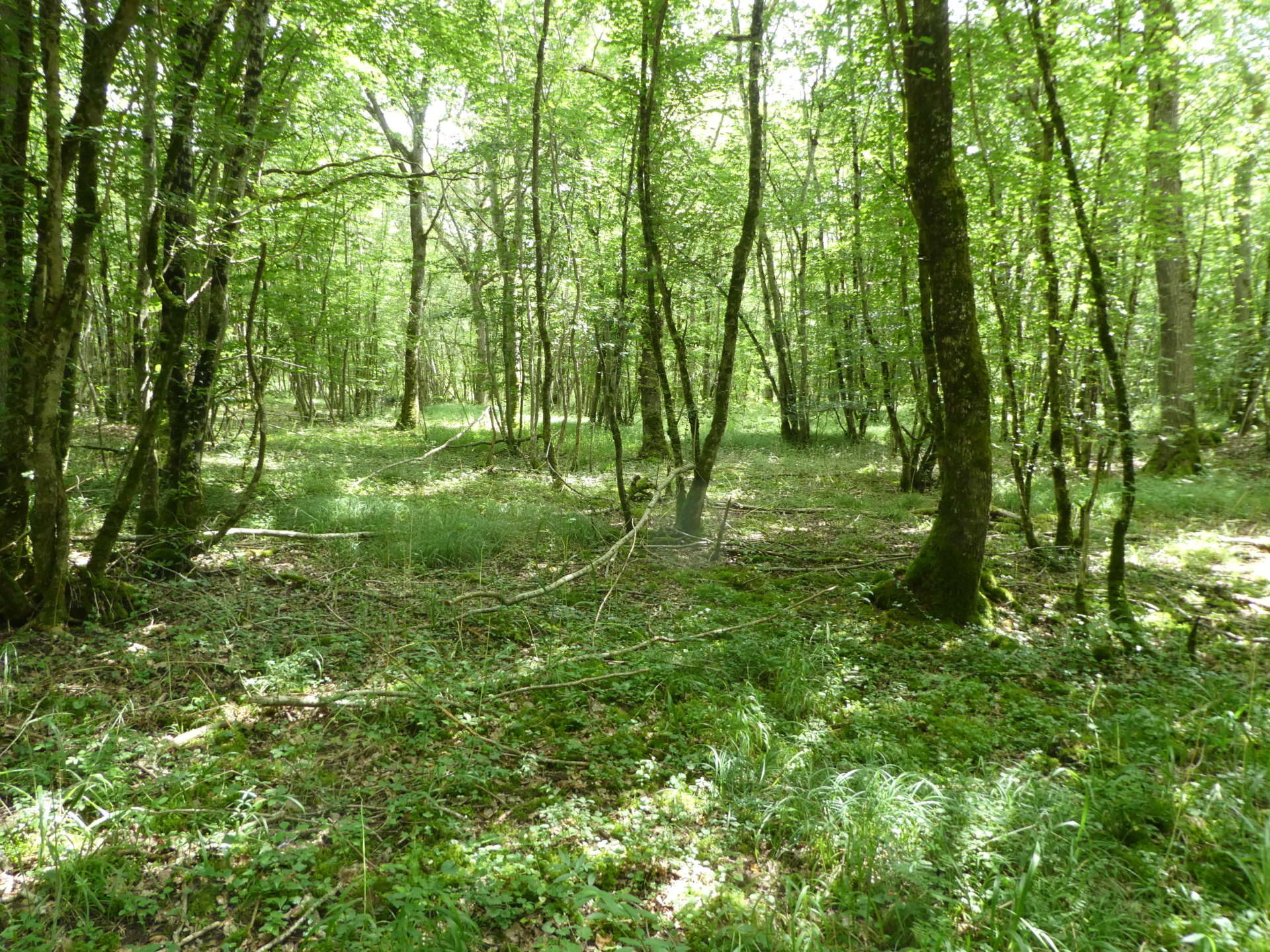 A la découverte de la Forêt de Tardonne