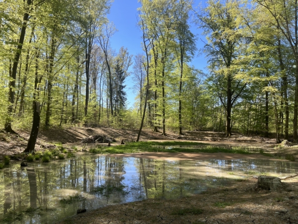Habiter une vallée forestière
