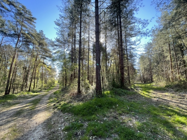 Journée dans la forêt de Notre-Dame-de-Bliquetuit