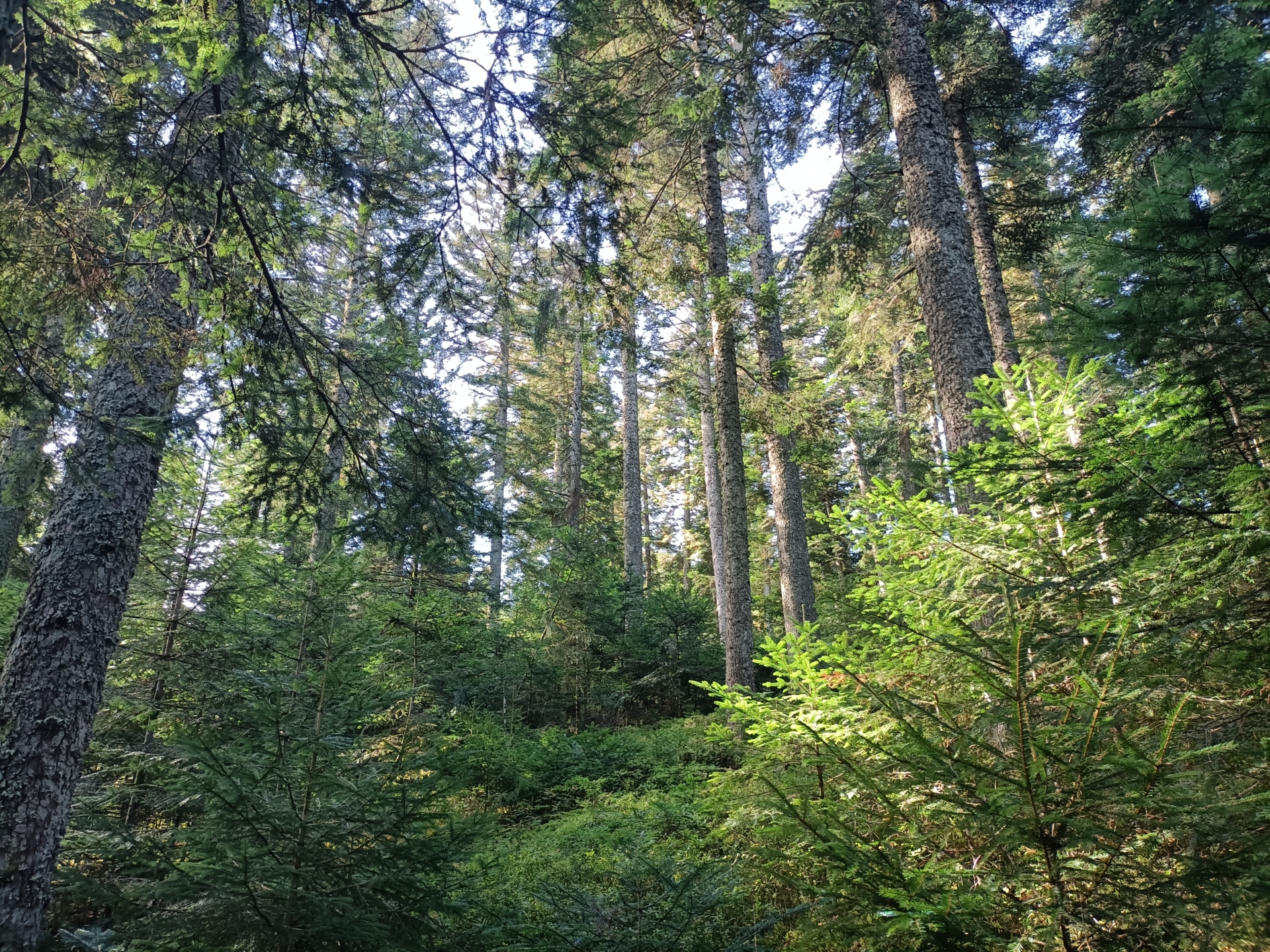 Quand les forêts du Pilat racontent leur histoire