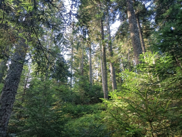 Quand les forêts du Pilat racontent leur histoire