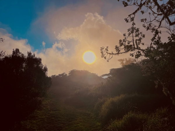 Immersion botanique et sensorielle à La Réunion