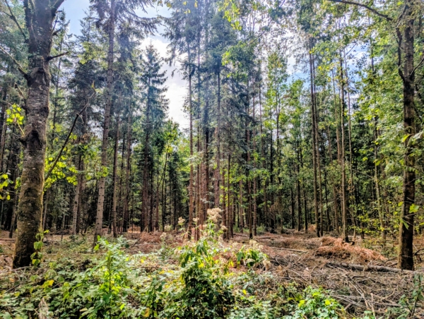 4 chantiers pour renouveler la forêt de la Mure
